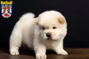 Mehr über den Artikel erfahren Chow-Chow Züchter und Welpen in Siegburg