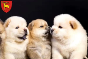 Mehr über den Artikel erfahren Chow-Chow Züchter und Welpen in Sigmaringen