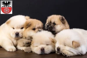 Mehr über den Artikel erfahren Chow-Chow Züchter und Welpen in Sömmerda