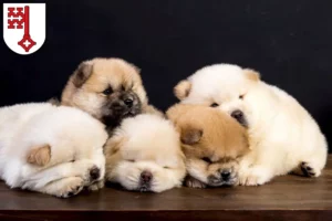Mehr über den Artikel erfahren Chow-Chow Züchter und Welpen in Soest