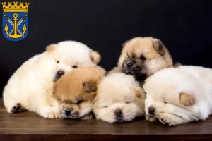Mehr über den Artikel erfahren Chow-Chow Züchter und Welpen in Solingen