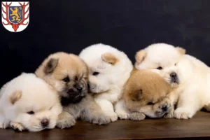 Mehr über den Artikel erfahren Chow-Chow Züchter und Welpen in Sondershausen