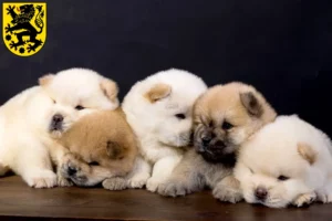 Mehr über den Artikel erfahren Chow-Chow Züchter und Welpen in Sonneberg