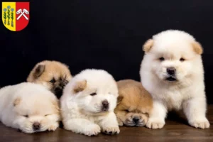 Mehr über den Artikel erfahren Chow-Chow Züchter und Welpen in Sonthofen