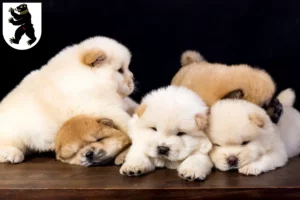 Mehr über den Artikel erfahren Chow-Chow Züchter und Welpen in St. Gallen