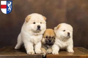 Mehr über den Artikel erfahren Chow-Chow Züchter und Welpen in St. Pölten