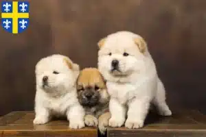 Mehr über den Artikel erfahren Chow-Chow Züchter und Welpen in St. Wendel