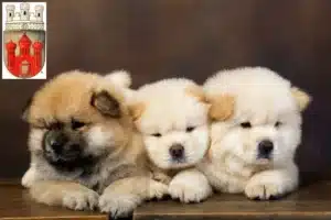 Mehr über den Artikel erfahren Chow-Chow Züchter und Welpen in Stadthagen