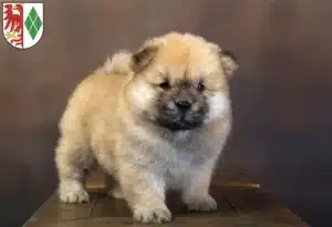 Mehr über den Artikel erfahren Chow-Chow Züchter und Welpen in Stendal