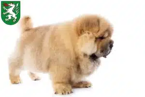 Mehr über den Artikel erfahren Chow-Chow Züchter und Welpen in Steyr