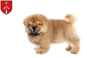 Mehr über den Artikel erfahren Chow-Chow Züchter und Welpen in Stralsund