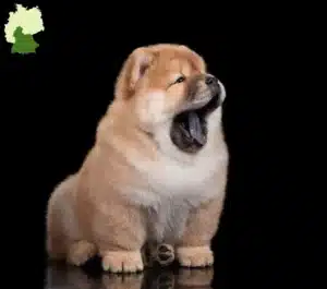 Mehr über den Artikel erfahren Chow-Chow Züchter und Welpen in Süddeutschland