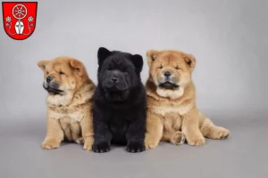 Mehr über den Artikel erfahren Chow-Chow Züchter und Welpen in Tauberbischofsheim