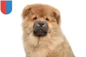 Mehr über den Artikel erfahren Chow-Chow Züchter und Welpen im Tessin