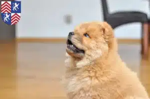 Mehr über den Artikel erfahren Chow-Chow Züchter und Welpen in Torgau