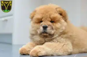 Mehr über den Artikel erfahren Chow-Chow Züchter und Welpen in Traunstein