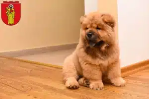 Mehr über den Artikel erfahren Chow-Chow Züchter und Welpen in Trier