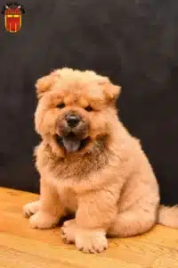 Mehr über den Artikel erfahren Chow-Chow Züchter und Welpen in Tübingen