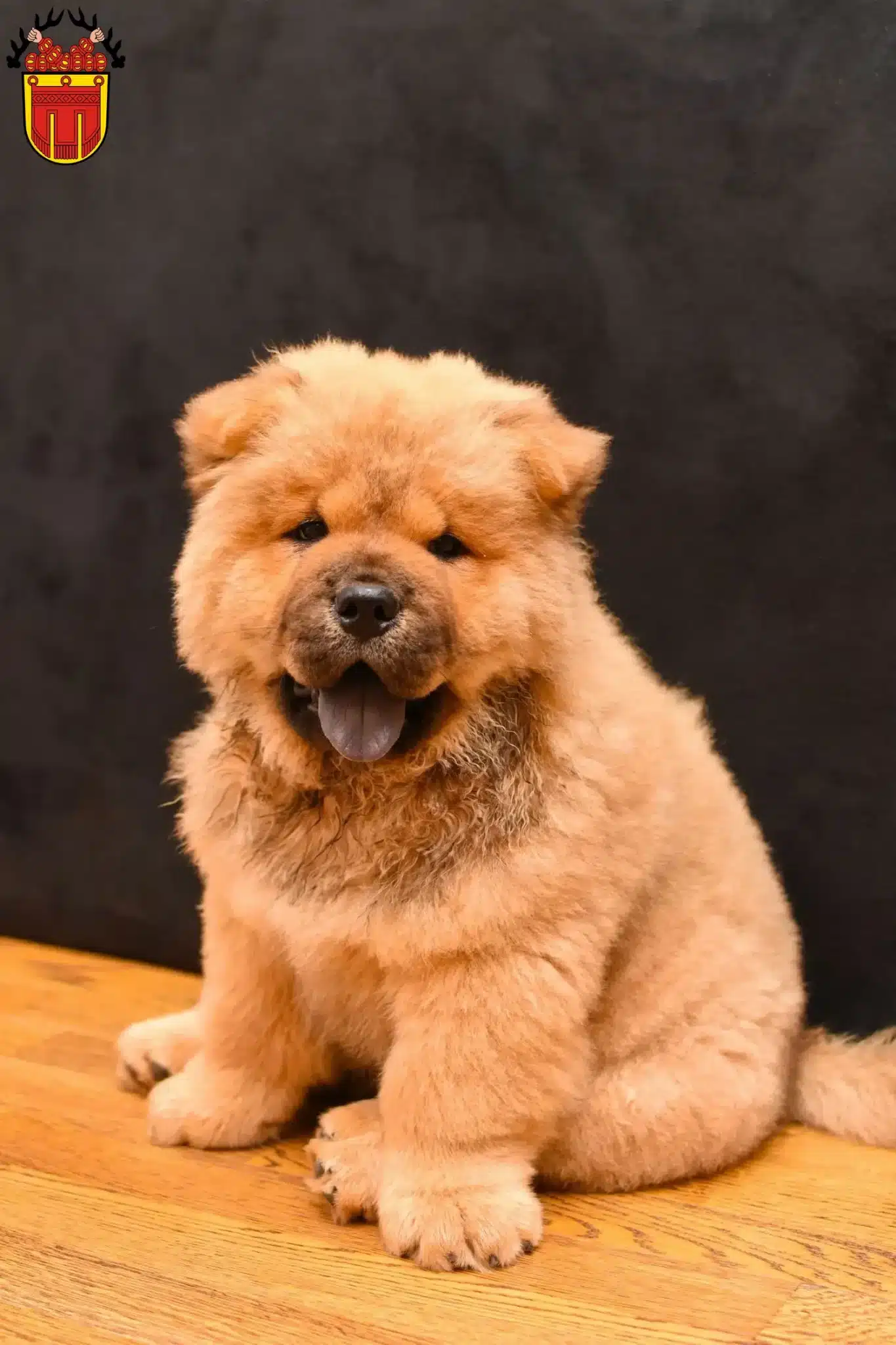 Mehr über den Artikel erfahren Chow-Chow Züchter und Welpen in Tübingen