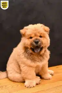 Mehr über den Artikel erfahren Chow-Chow Züchter und Welpen in Tuttlingen