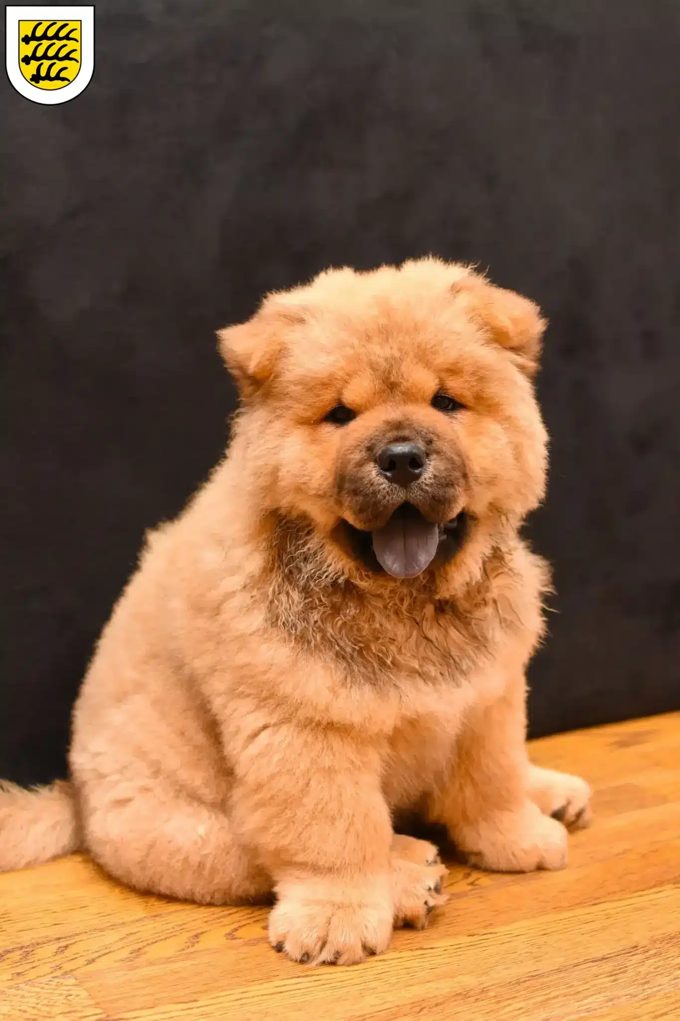 Mehr über den Artikel erfahren Chow-Chow Züchter und Welpen in Tuttlingen