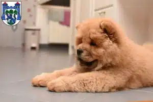 Mehr über den Artikel erfahren Chow-Chow Züchter und Welpen in Uelzen