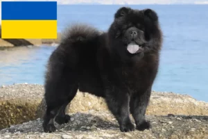 Mehr über den Artikel erfahren Chow-Chow Züchter und Welpen in der Ukraine
