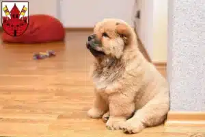 Mehr über den Artikel erfahren Chow-Chow Züchter und Welpen in Unna