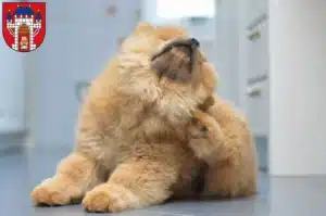 Mehr über den Artikel erfahren Chow-Chow Züchter und Welpen in Vechta