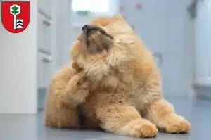 Mehr über den Artikel erfahren Chow-Chow Züchter und Welpen in Velbert