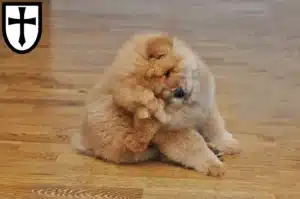 Mehr über den Artikel erfahren Chow-Chow Züchter und Welpen in Verden (Aller)