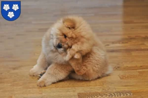 Mehr über den Artikel erfahren Chow-Chow Züchter und Welpen in Viersen