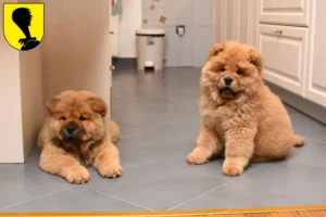 Mehr über den Artikel erfahren Chow-Chow Züchter und Welpen in Villach