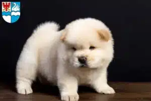 Mehr über den Artikel erfahren Chow-Chow Züchter und Welpen in Villingen-Schwenningen