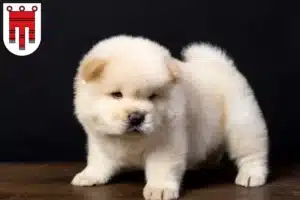 Mehr über den Artikel erfahren Chow-Chow Züchter und Welpen in Vorarlberg