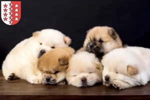 Mehr über den Artikel erfahren Chow-Chow Züchter und Welpen aus dem Wallis