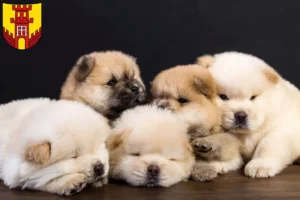 Mehr über den Artikel erfahren Chow-Chow Züchter und Welpen in Warendorf