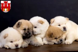 Mehr über den Artikel erfahren Chow-Chow Züchter und Welpen in Weilheim in Oberbayern