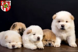 Mehr über den Artikel erfahren Chow-Chow Züchter und Welpen in Weingarten
