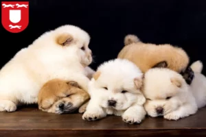 Mehr über den Artikel erfahren Chow-Chow Züchter und Welpen in Wesel