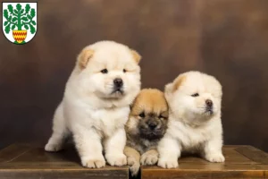 Mehr über den Artikel erfahren Chow-Chow Züchter und Welpen in Westerstede