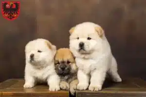 Mehr über den Artikel erfahren Chow-Chow Züchter und Welpen in Wetzlar
