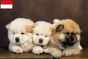 Mehr über den Artikel erfahren Chow-Chow Züchter und Welpen in Wien