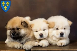 Mehr über den Artikel erfahren Chow-Chow Züchter und Welpen in Wiesbaden