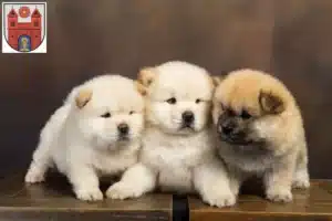Mehr über den Artikel erfahren Chow-Chow Züchter und Welpen in Wildeshausen