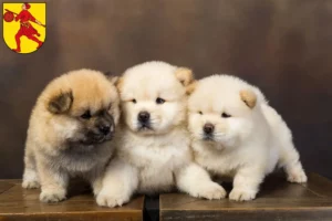 Mehr über den Artikel erfahren Chow-Chow Züchter und Welpen in Wilhelmshaven