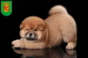 Mehr über den Artikel erfahren Chow-Chow Züchter und Welpen in Wittmund