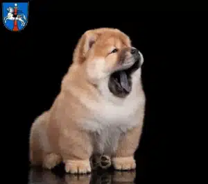 Mehr über den Artikel erfahren Chow-Chow Züchter und Welpen in Wolfenbüttel