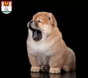 Mehr über den Artikel erfahren Chow-Chow Züchter und Welpen in Wolfsburg