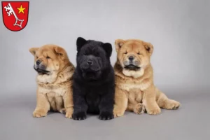 Mehr über den Artikel erfahren Chow-Chow Züchter und Welpen in Worms